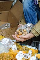 Person sorting through a selection of bulbs for planting.  
