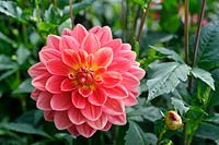 Dahlia 'Moray Susan' in flower in Summer