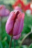 Tulipa 'Malaika' - tulip