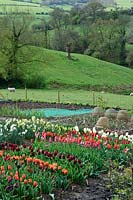 Rows on tulips in flower on an allotment in countryside landscape