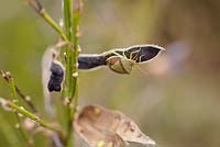 Piezodorus lituratus - shield bugs on seedpod of Cytisus scoparius - common broom