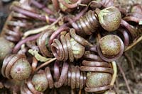 Closeup of coiled stalks holding the seed heads of Cyclamen hederifolium - autumn cyclamen