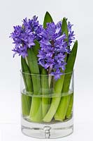 Hyacinthus 'Delft Blue' - hyacinth flowers and foliage in straight Danish clear glass vase