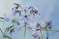 Phlox divaricata ssp. laphanii 'Chattahoochee' - woodland phlox, flowers against a blue background