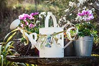 Still life display featuring watering can strung with paper letters saying 'Spring', rustic pots, Anemone coronaria and flowering Prunus spinosa, France. 