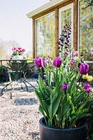 Container display featuring Tulipa 'Plum Pudding Mix' and Fritillaria persica 'Adiyaman'. 