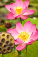 Nelumbo nucifera, Sacred Lotus 