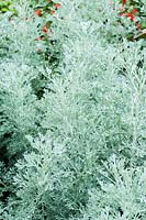 Artemisia Parfum d'Ethiopia