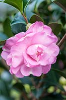 Camellia sasanqua 'Our Linda'