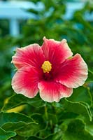 Hibiscus rosa-sinensis 'Mrs Jimmy Spangler'