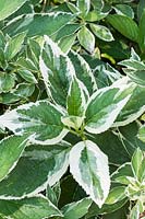 Hydrangea macrophylla 'Maculata'