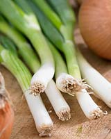 Allium fistulosum - spring onions