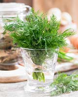 Anethum graveolens - dill, bunch of leaves in water indoors