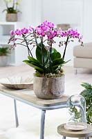 Phalaenopsis 'Multiflora Purple' - moth orchids in a pot