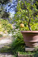 Citrus medica - lemon tree. Florence. Italy