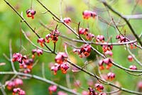 Euonymus planipes  or Flat-stalked spindle tree