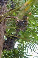 Trachycarpus fortunei -  Chusan palm tree black fruit
