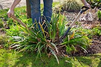 Dividing an overgrown perennial Iris foetidissima -stinking iris using the back to back fork method

