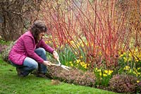 Using hand shears to trim winter-flowering heathers in front of a border of red stemmed
Cornus - dogwoods and daffodils 