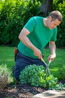 Doing a 'Chelsea Chop' on a Sedum - cutting back by a third with hand shears in early summer to encourage strong and more compact growth later in the season.