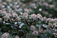 Skimmia japonica in Spring