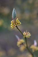 Lindera umbellata var. membranacea - Emerging foliage in spring