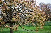Spring foliage of Acer pseudoplatanus 'Brilliantissimum'