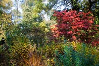 The canopies of trees and ground cover create layers of colour in the Autumn garden