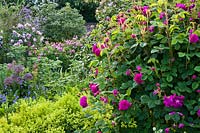 A flowering rose garden including Rosa 'Henri Martin', Alchemilla mollis, Rosa 'Comte de Chambord',  Rosa 'Louis Odier' and Allium cristophii. 