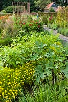 Vegetable and herb garden in summer. Planting includes Courgette 'Striato d'Italia', Physalis, Tagetes tenuifolia Lemon Gem and Chives. 