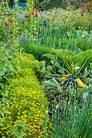 Mixed herb and vegetable bed of Allium schoenoprasum, chives, Tagetes tenuifolia, dahlias and Cucurbita 'Gold Rush', courgette. 