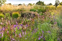 A mixed Prairie garden including Echinacea purpurea, Verbena bonariensis, Liatris spicata, Echinacea pallida and Panicum virgatum. Garden of Lianne Siergrassen, De Wilp, Netherlands. 