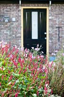 Persicaria amplexicaulis 'Firetail' planted in front garden