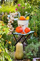 Autumnal harvest display of Pumpkins Squahes and Gourds in white enamel bucket on folding chair surrounded by herbs and edible plants.