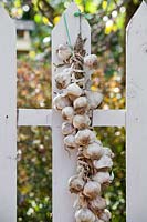 Garlic bulbs in plaits hanging from a wooden fence to dry before storing