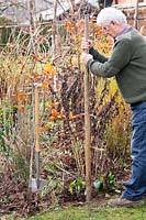 Man placing a support stake while planting Fagus sylvatica, Beech. 