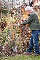 Man planting a young Fagus sylvatica, beech. 