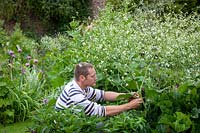 Staking a tall plant in a border - Crambe cordifolia - using a strong wooden post stake.