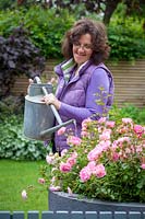 Woman watering a container of Rosa 'Hilda Ogden' with a watering can. 