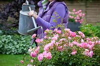 Watering a container of roses with a watering can. Rosa 'Hilda Ogden'