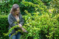 Woman pruning a spring flowering shrub, Weigela, after it has finished flowering by removing the flowered stems.