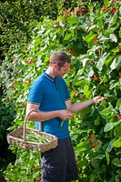 Harvesting runner beans into a basket - Phaseolus coccineus