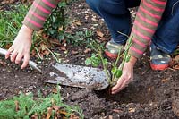 Woman planting a bare root rose - checking crown is level with the top of the soil