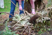 Woman removing Gunnera leaves and placing over the crown to protect them during winter. Gunnera manicata