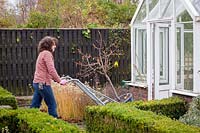 Woman using a sack truck to bring a large pot plant - Peach tree into the greenhouse for winter protection. Prunus persica