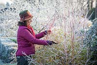 Woman cutting brightly coloured Cornus - Dogwood stems to bring into the house for flower arranging