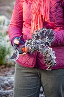 Person harvesting red kale on a frosty day in winter.