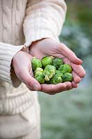 Picking a handful of brussel sprouts on a frosty winter's day.