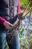 Holding a bare rooted rose ready to plant