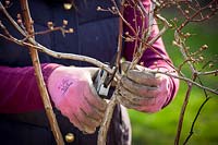 Pruning a blueberry bush in spring -  Removing old stems - Vaccinium